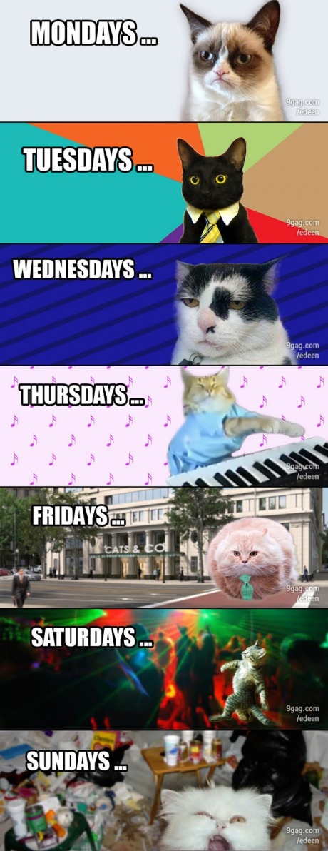 Cats' week in Timeline.