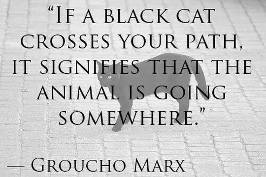 If a black cat crosses your path...