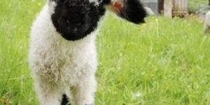 baby lamb (just look at its little knee patches, look at them!