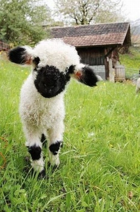 baby lamb (just look at its little knee patches, look at them!