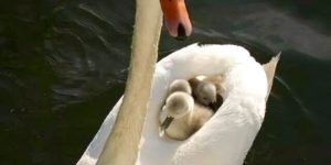 Mama swan out with her babes.