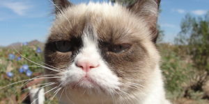 Grumpy cat does not approve.