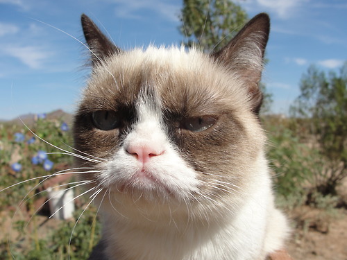 Grumpy cat does not approve.