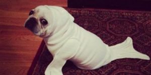 I’m a seal!