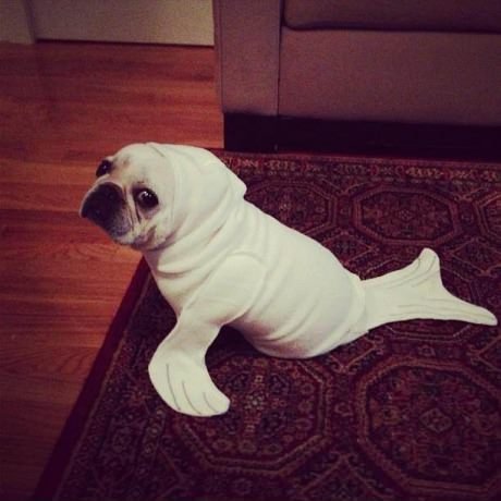 I'm a seal!