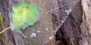 Deteriorating Leaf.