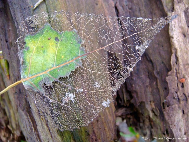 Deteriorating Leaf.