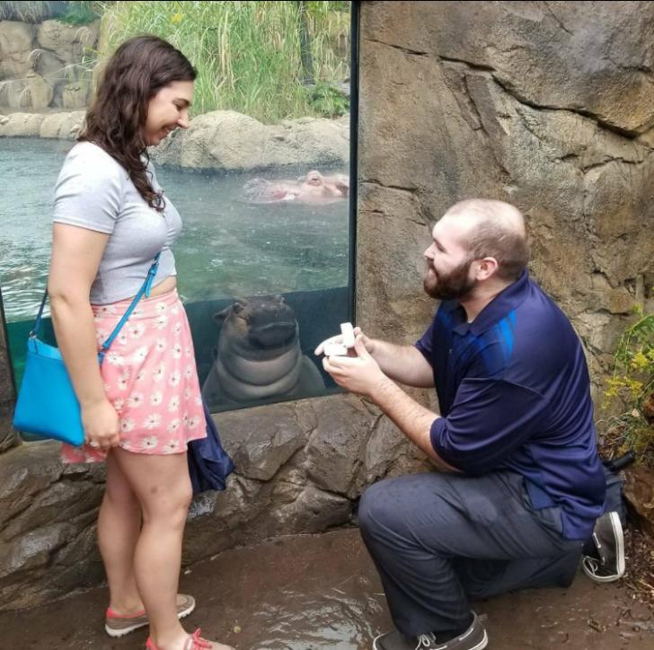 The hippo said yes!