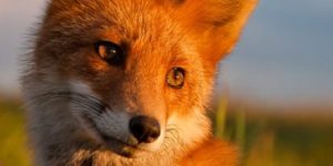 Ridiculously Photogenic Fox.