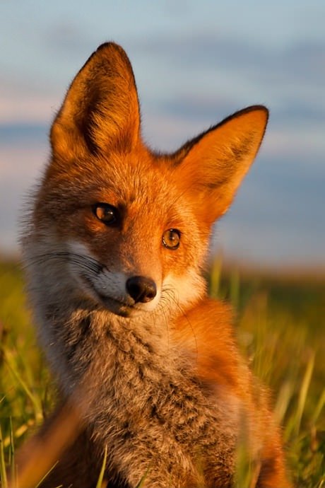 Ridiculously Photogenic Fox.