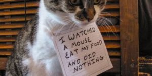 Cat shaming.