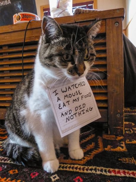 Cat shaming.