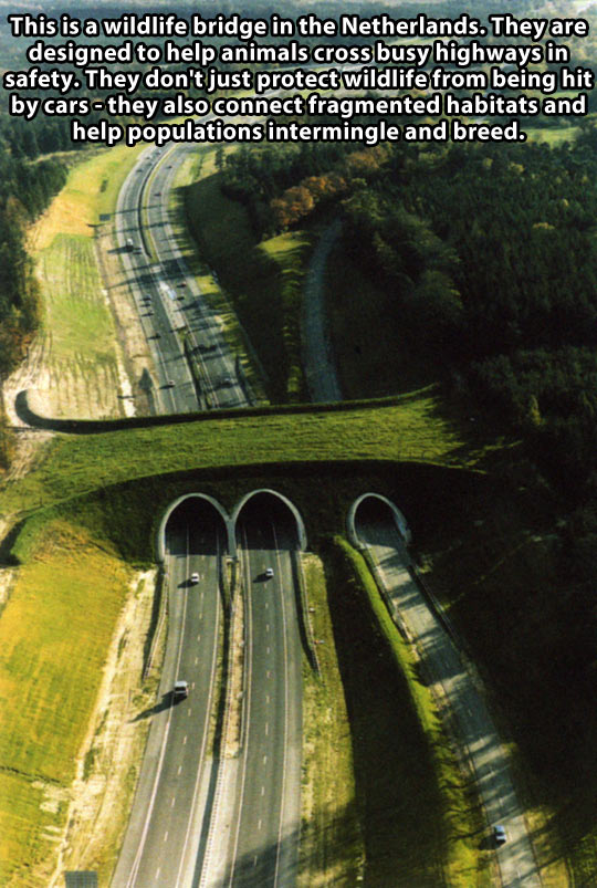 Wildlife bridge in the Netherlands.