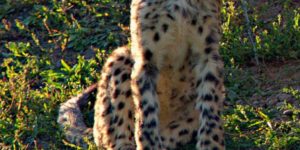 Cheetah chomps.