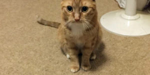 Oliver – The mighty hunter.