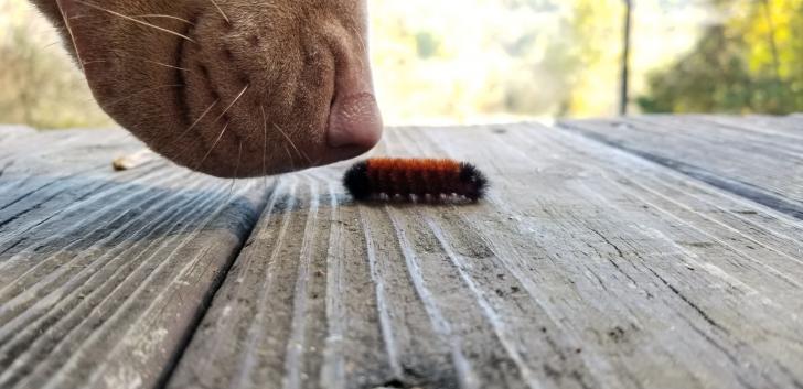 The smallest butt she has ever sniffed.