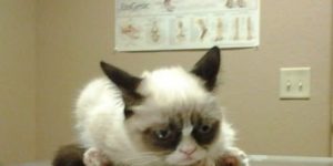 Grumpy cat goes to the vets.