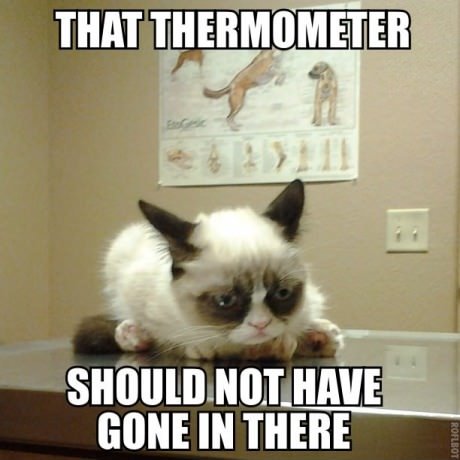 Grumpy cat goes to the vets.