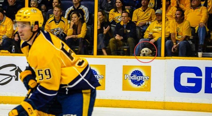 Pupper chilling in front of the pedigree ad.