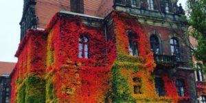 Incredibly couloured ivy on Museum of Natural History in Wroclaw, Poland