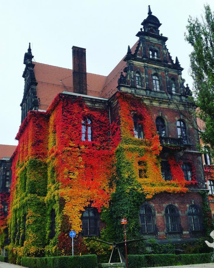 Incredibly couloured ivy on Museum of Natural History in Wroclaw, Poland