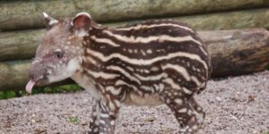 A baby Tapir :P