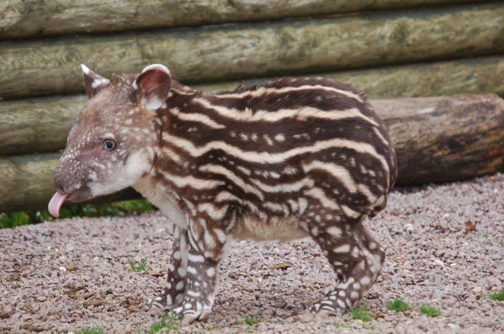 A baby Tapir :P