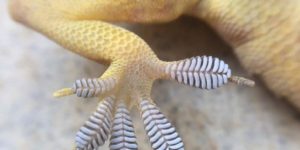 Gecko feet scale walls