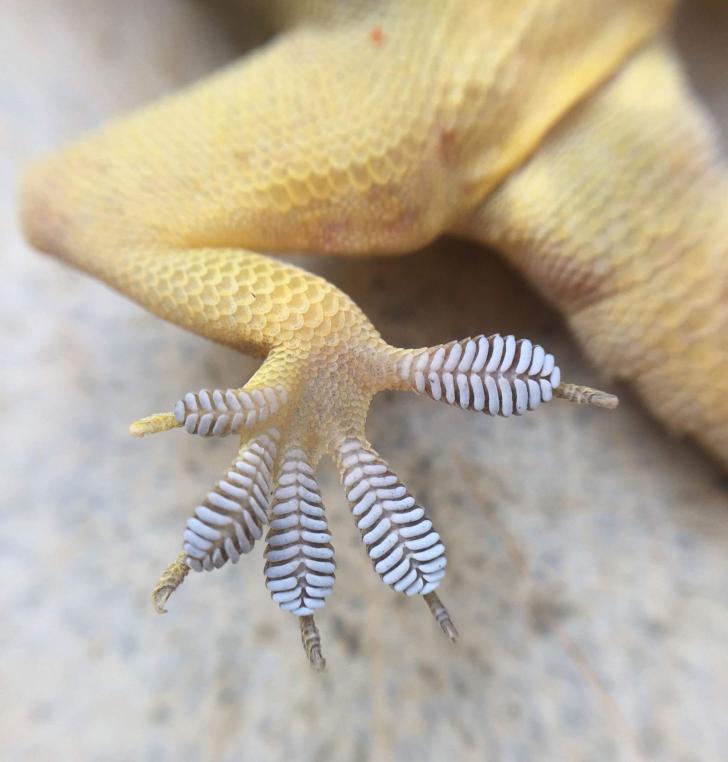 Gecko feet scale walls