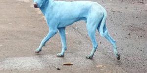 Blue dogs spotted in India thought by locals to be an incarnation of Shiva; experts say they likely swam in highly polluted water