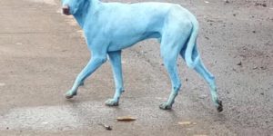 Blue dogs spotted in India thought by locals to be an incarnation of Shiva; experts say they likely swam in highly polluted water