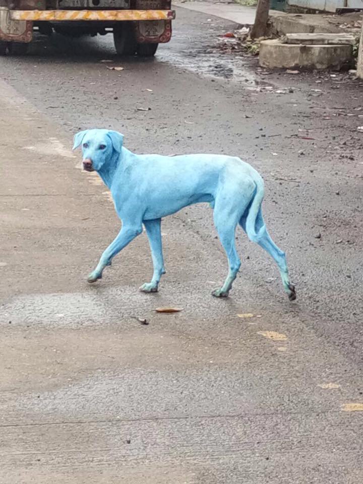 Blue dogs spotted in India thought by locals to be an incarnation of Shiva; experts say they likely swam in highly polluted water