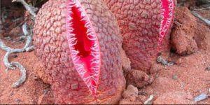 Hydnora africana