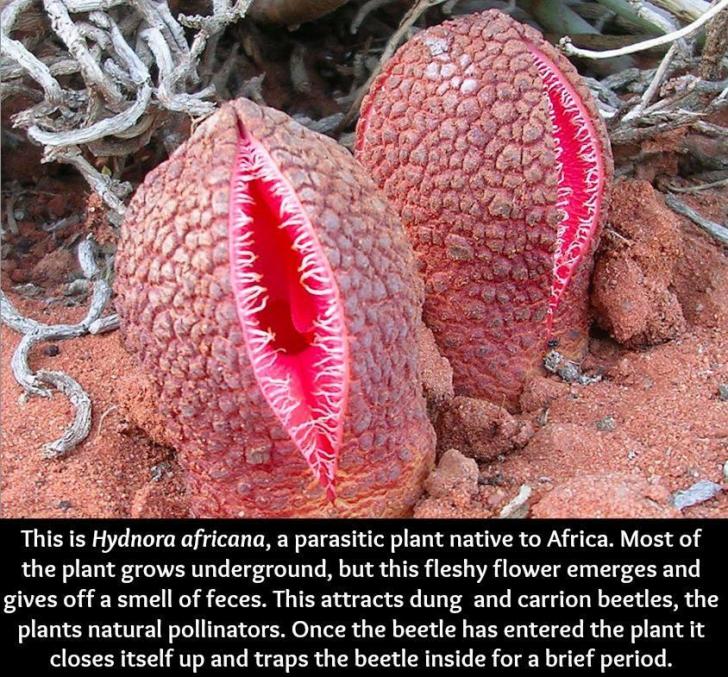 Hydnora africana