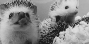 Hedgehog yawns.
