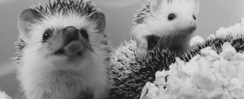 Hedgehog yawns.