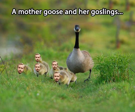 Goose And Her Little Ryans