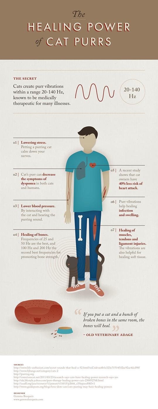 The True Healing Powers Of Cat Purrs