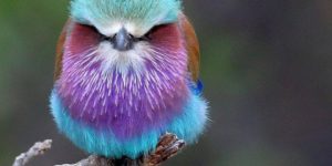 Lilac breasted Roller