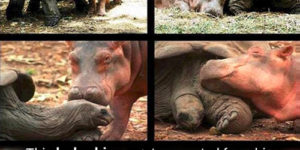 Baby+hippo+was+separated+from+his+family.