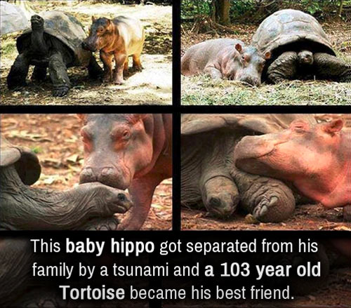Baby hippo was separated from his family.