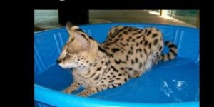I Want A Savannah Cat Right Now