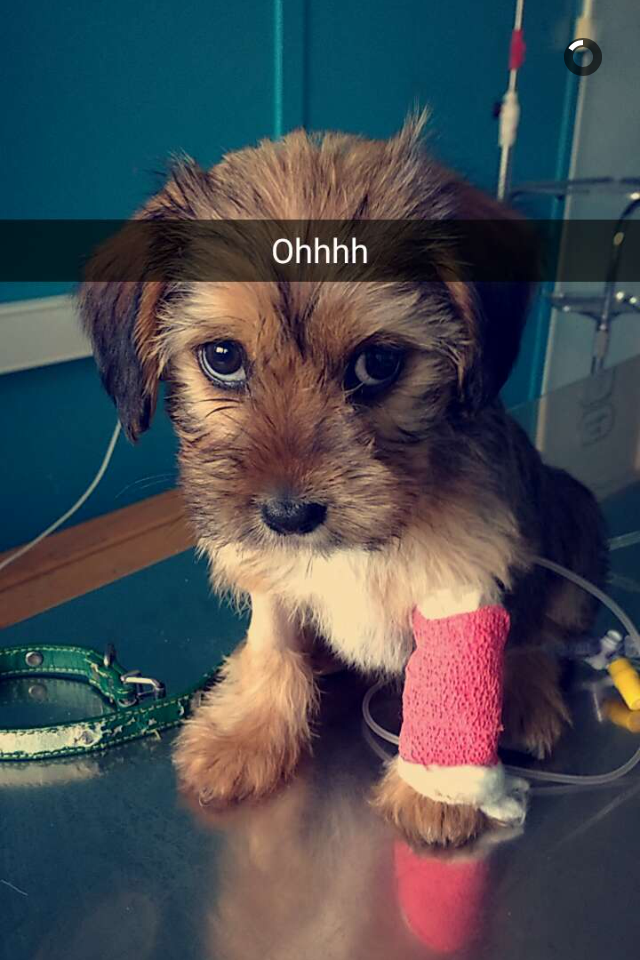 My friend is a vet. This little fella came in today!