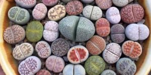 Lithops, Namibian and South African plants that have evolved to look like stones.