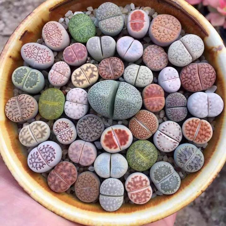 Lithops, Namibian and South African plants that have evolved to look like stones.