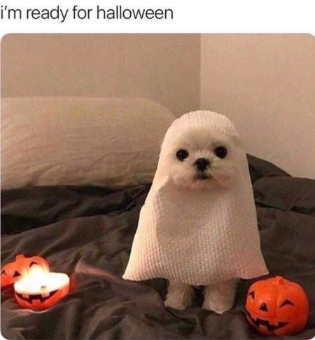 Pup or treat.