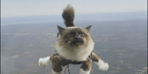 Sky diving kitty is ready for landing.