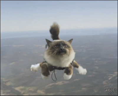 Sky diving kitty is ready for landing.