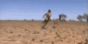 Remember that one time Steve Irwin chased and caught an emu with his bare hands?