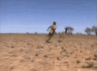 Remember that one time Steve Irwin chased and caught an emu with his bare hands?